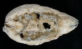 Huge Crystal Filled Fossil Clam - Rucks Pit, FL #5534-4